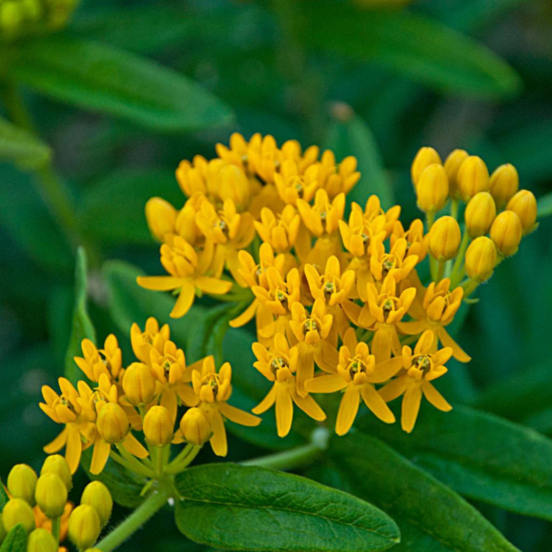 Asclepias tuberosa 'Hello Yellow'