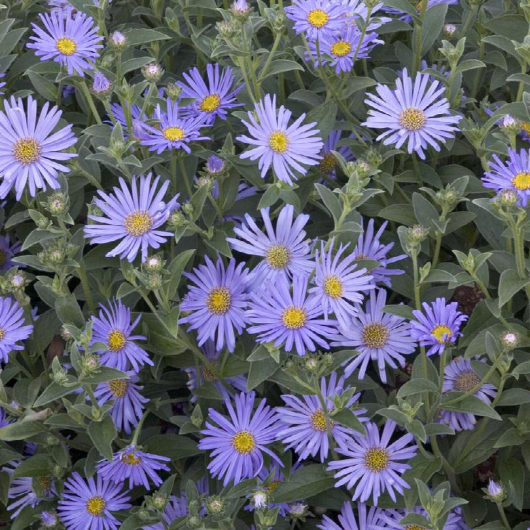 Aster dumosus 'Wood's Light Blue'
