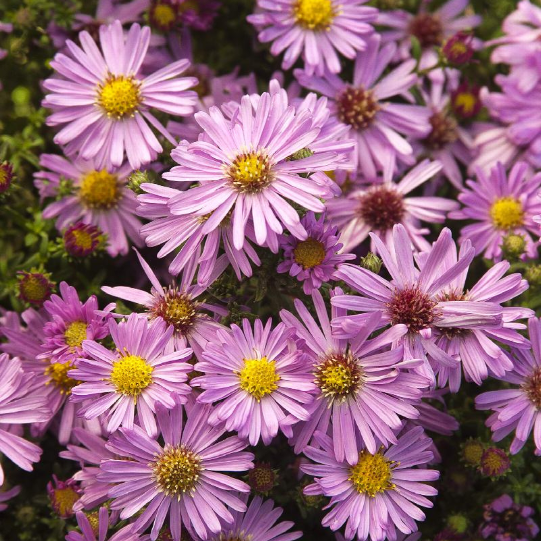Aster dumosus 'Wood's Pink'