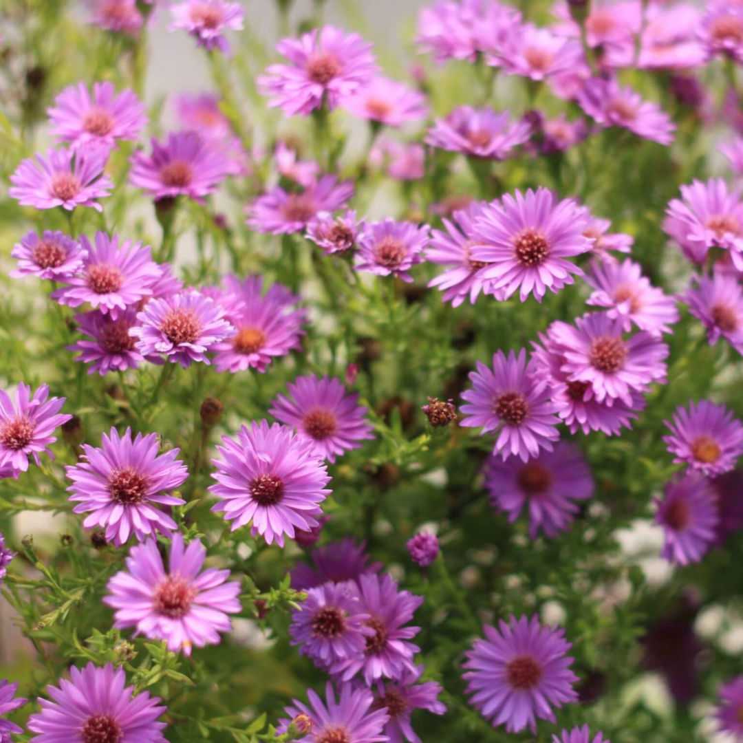 Aster dumosus 'Wood's Purple'