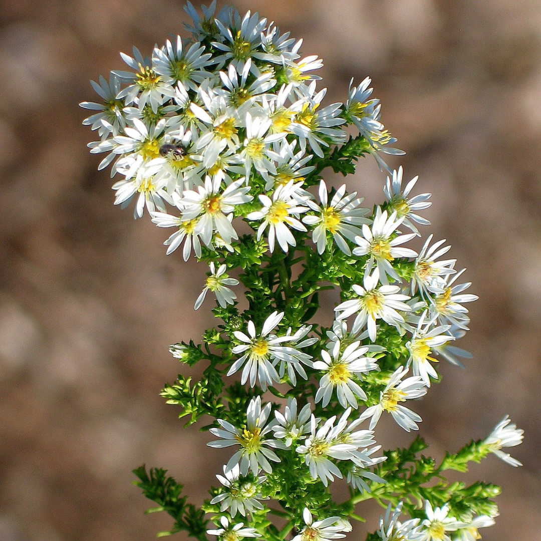 Aster ericoides