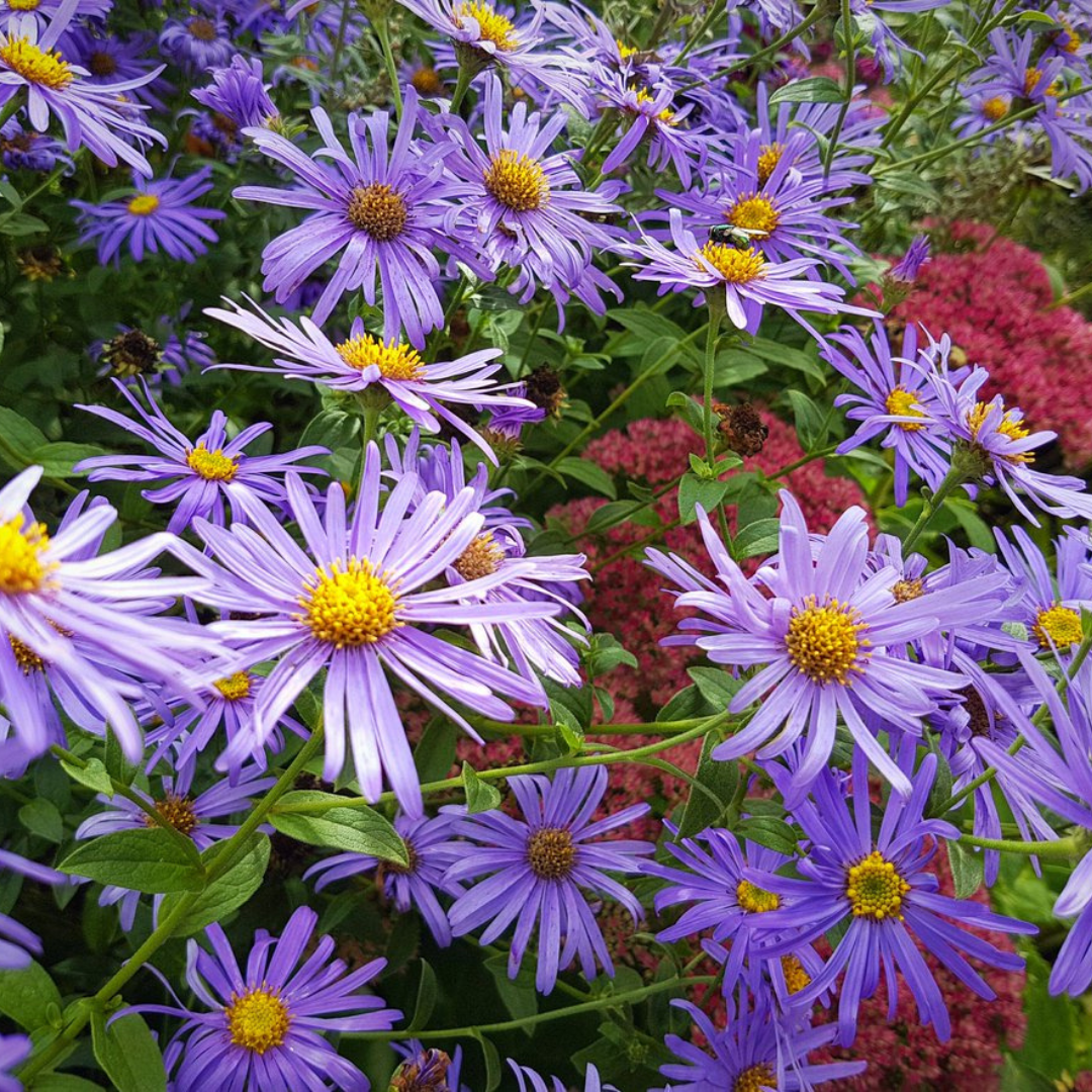 Aster frikartii 'Monch'