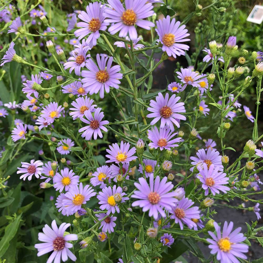 Aster laevis