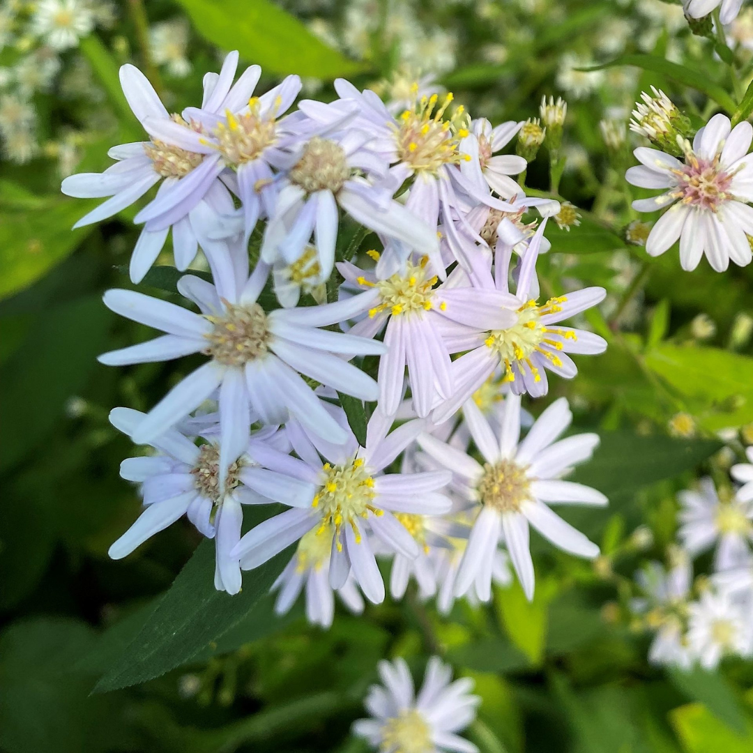 Aster macrophyllus