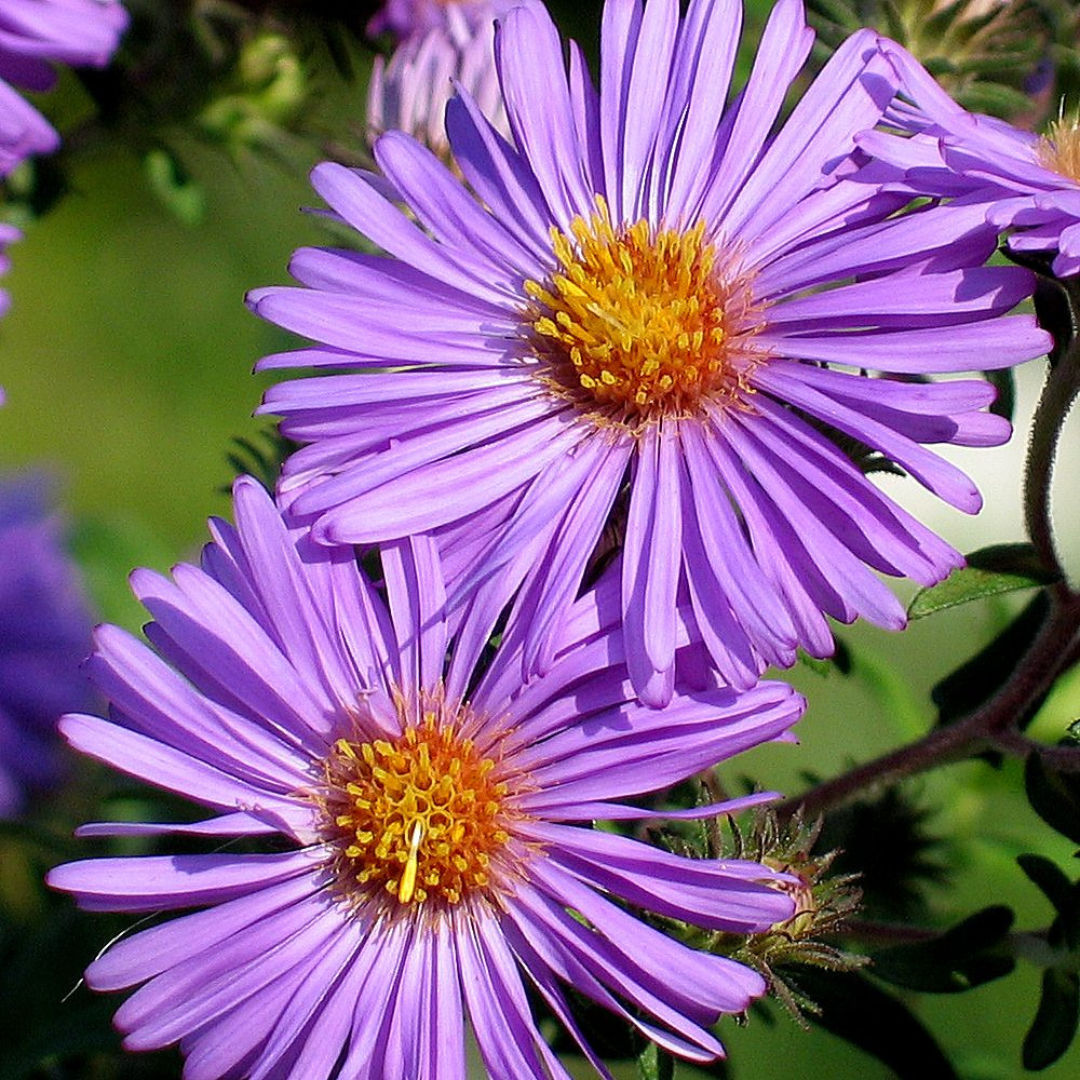 Aster novae-angliae