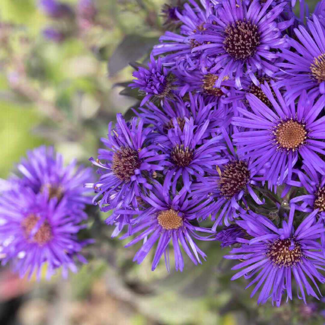 Aster novae-angliae 'Grape Crush'