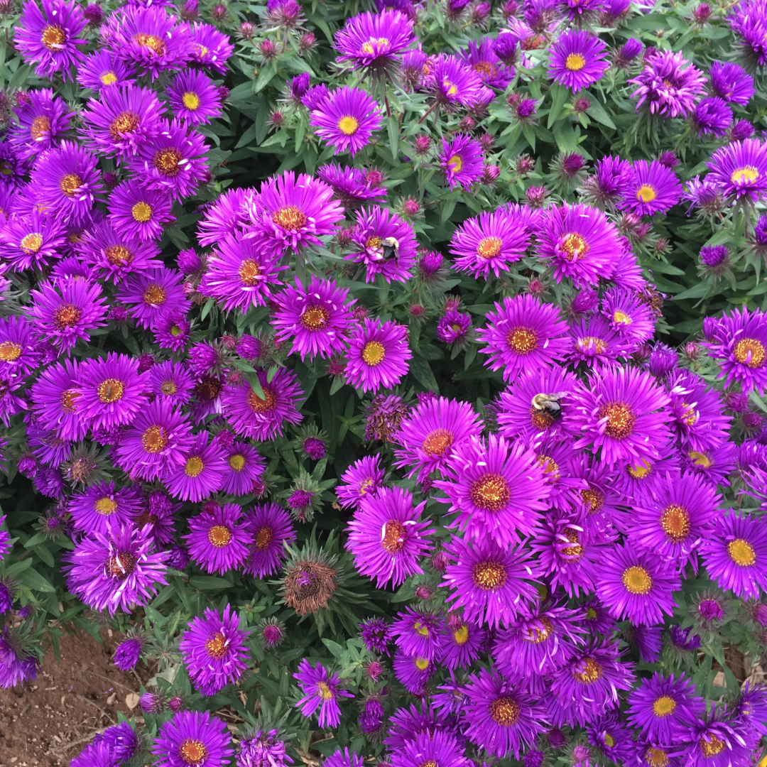 Aster novae-angliae 'Purple Dome'