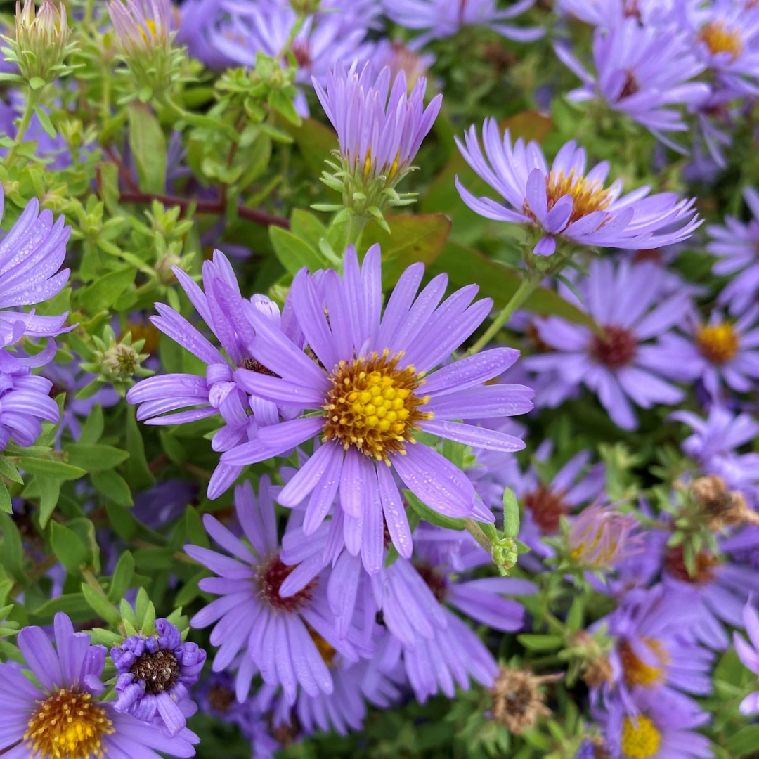 Aster oblongifolius 'October Skies'