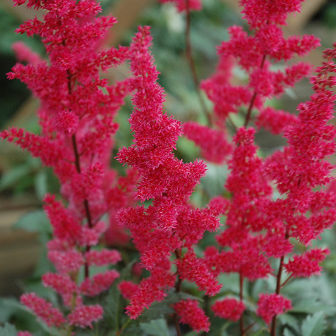 Astilbe arendsii 'Fanal'