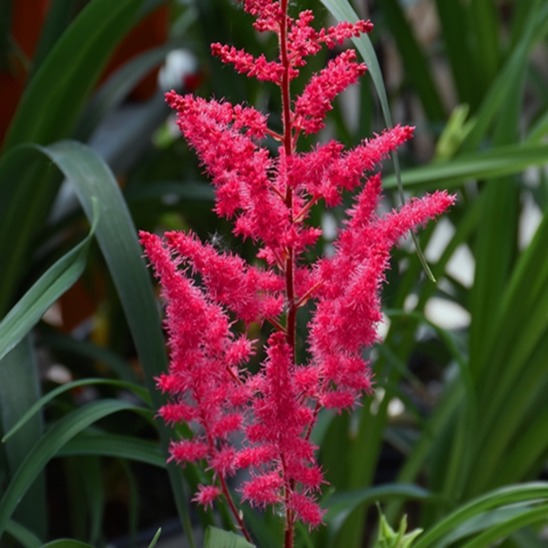 Astilbe chinensis 'Mighty Chocolate Cherry'