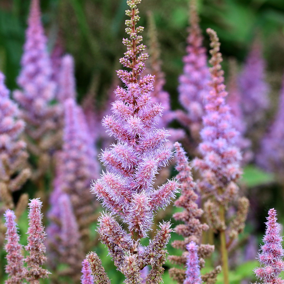 Astilbe chinensis 'Pumila'