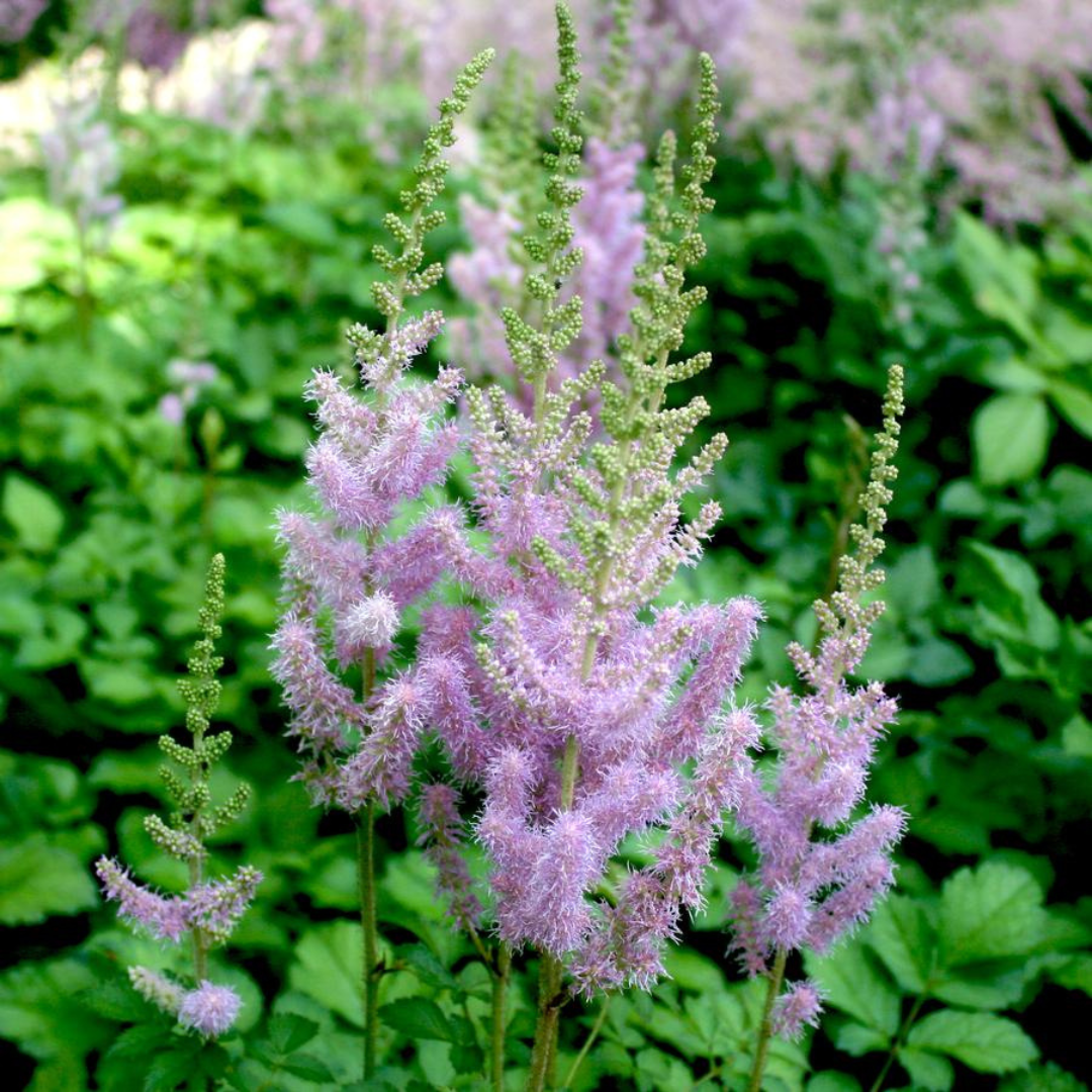 Astilbe chinensis 'Superba'