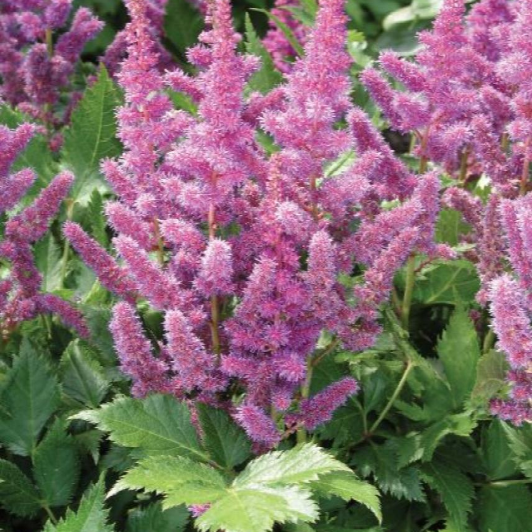 Astilbe chinensis 'Visions'