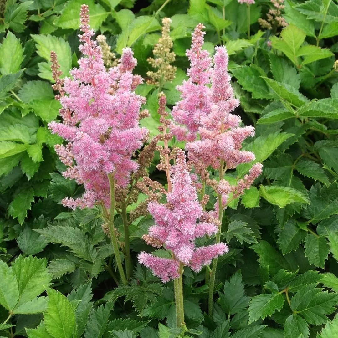 Astilbe chinensis 'Visions in Pink'