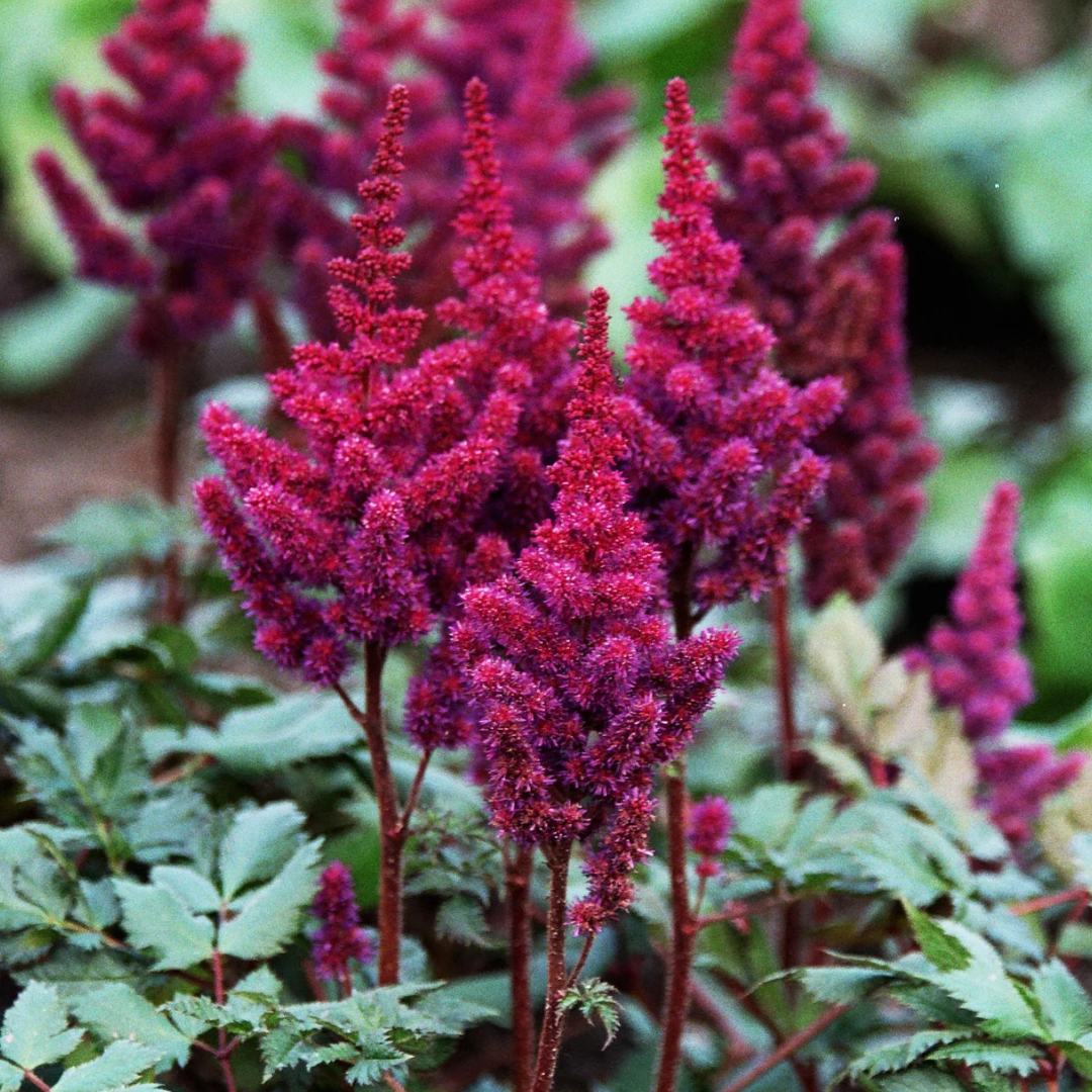 Astilbe chinensis 'Visions in Red'