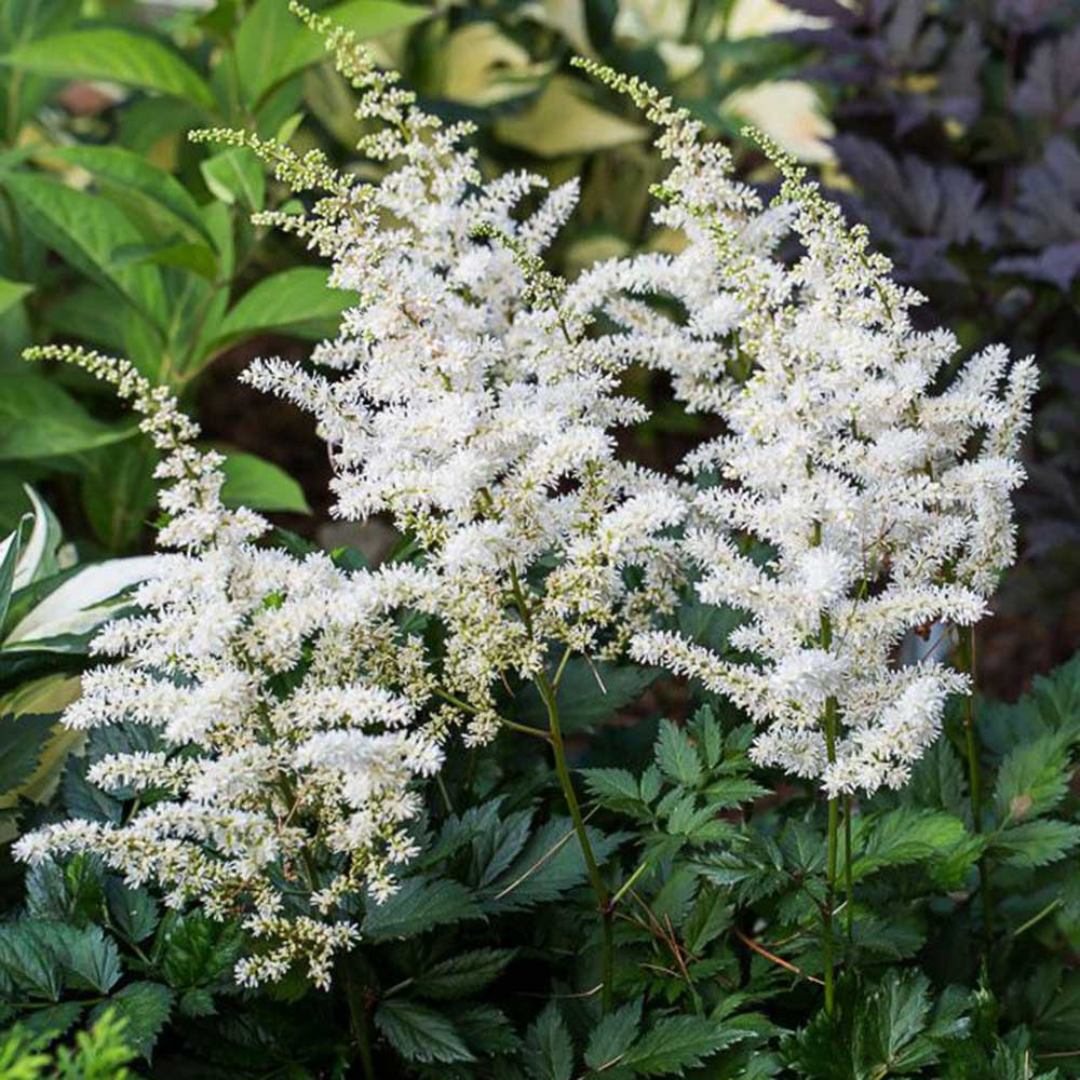 Astilbe chinensis 'Visions in White'