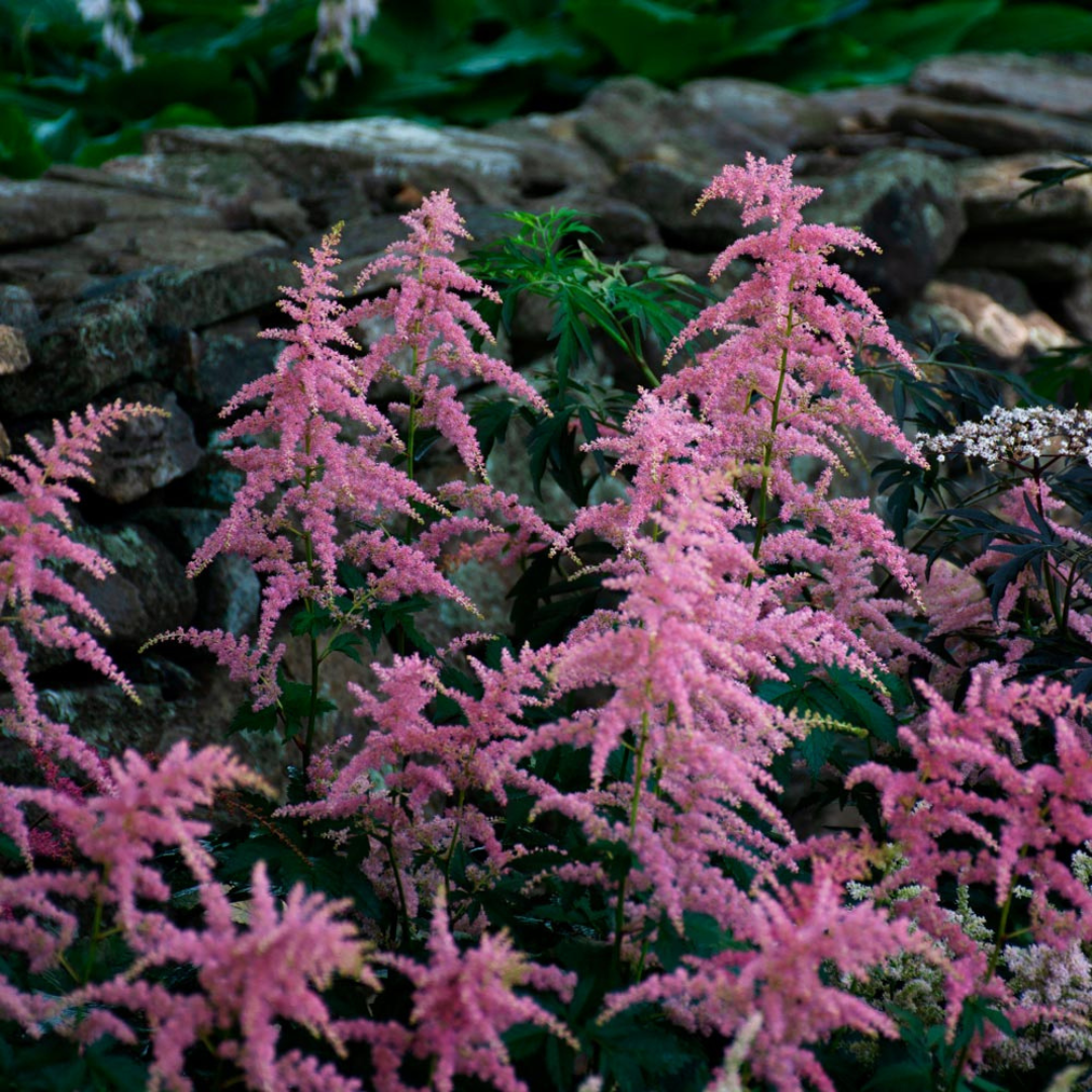 Astilbe hybrid 'Bressingham Beauty'