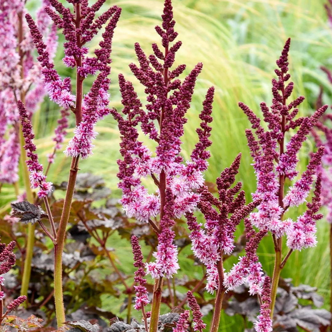 Astilbe hybrid 'Dark Side of the Moon'