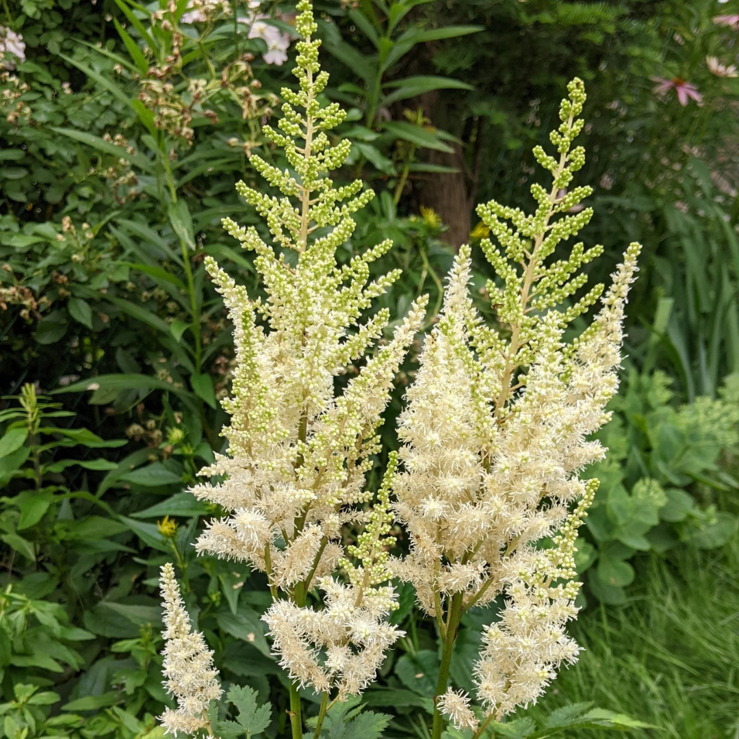 Astilbe hybrid 'Ivory Pearls'
