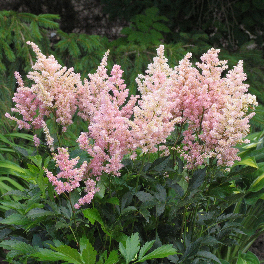 Astilbe japonica 'Peach Blossom'
