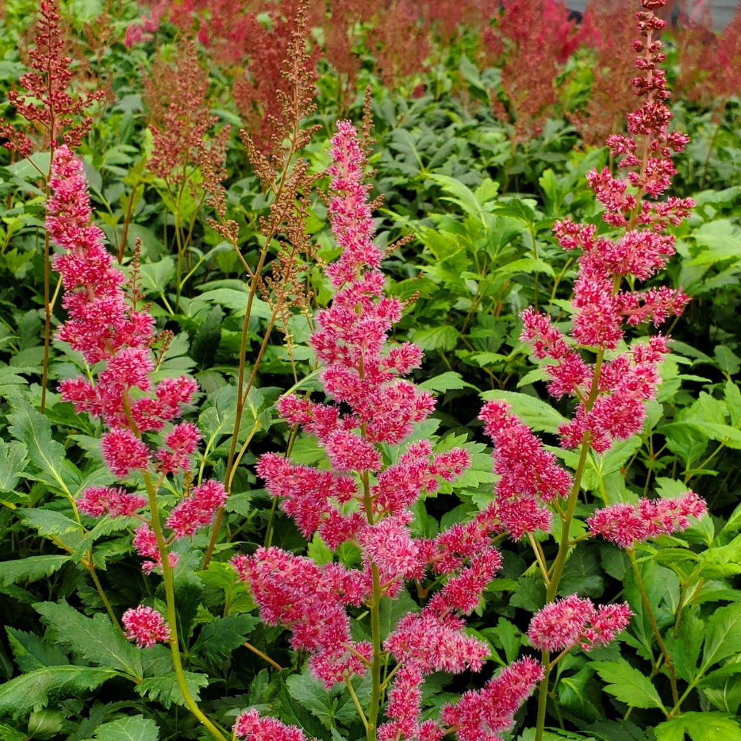 Astilbe japonica 'Red Sentinel'