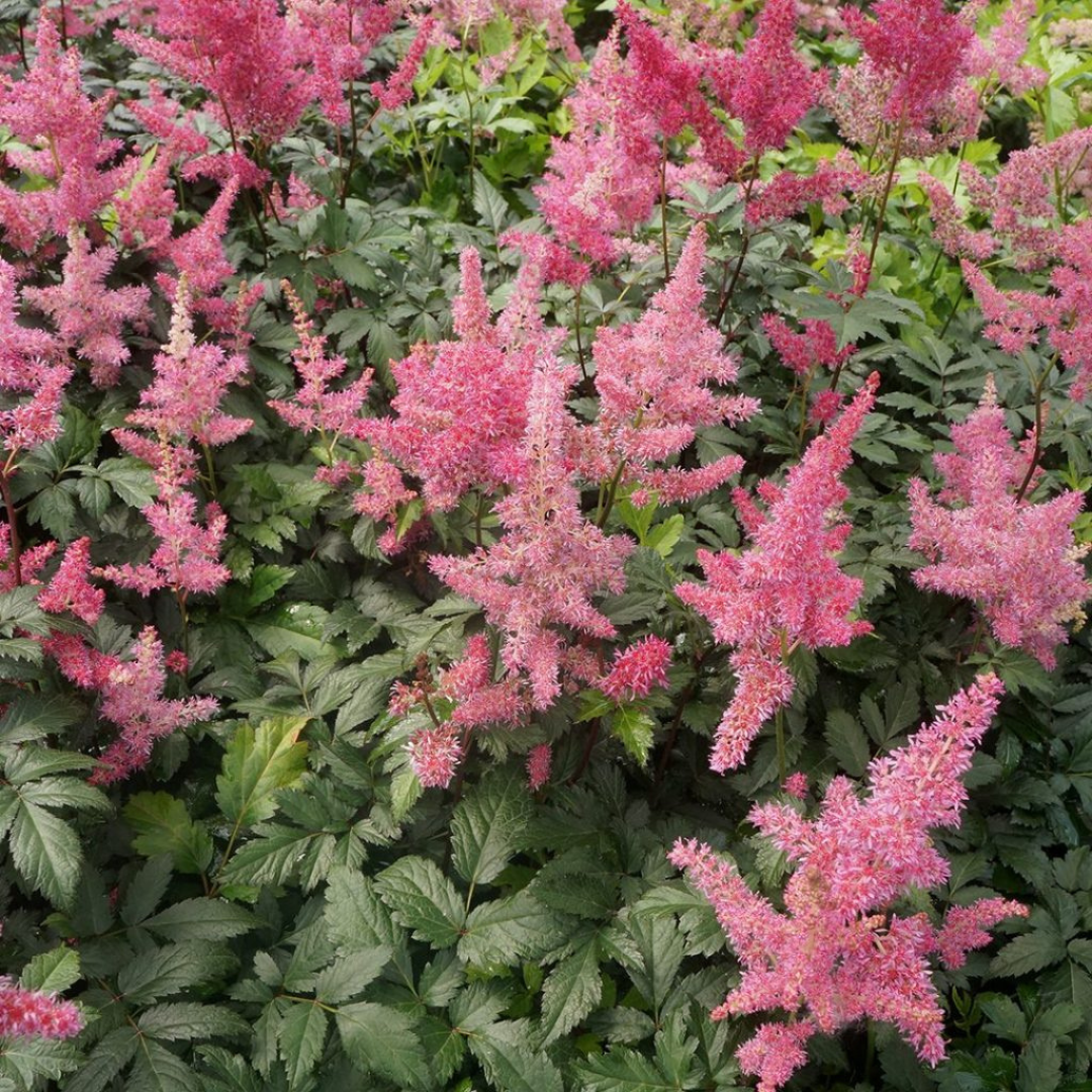 Astilbe japonica 'Rheinland'