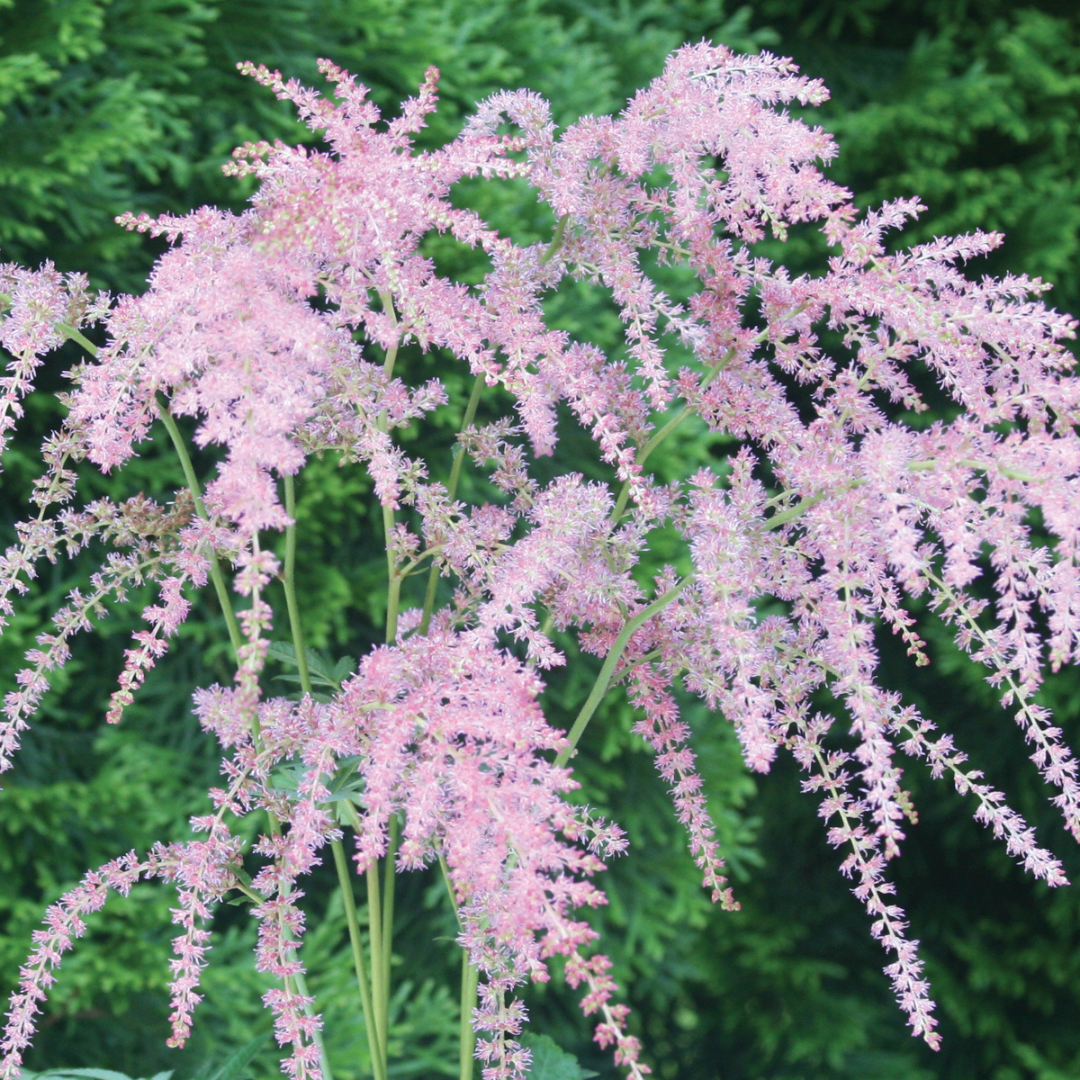 Astilbe thunbergii 'Ostrich Plume'