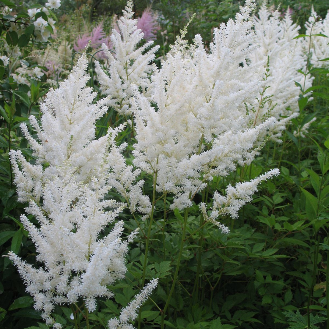 Astilbe x arendsii 'Diamond'