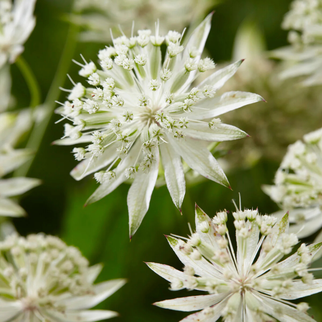 Astrantia 'Sparkle Stars White'