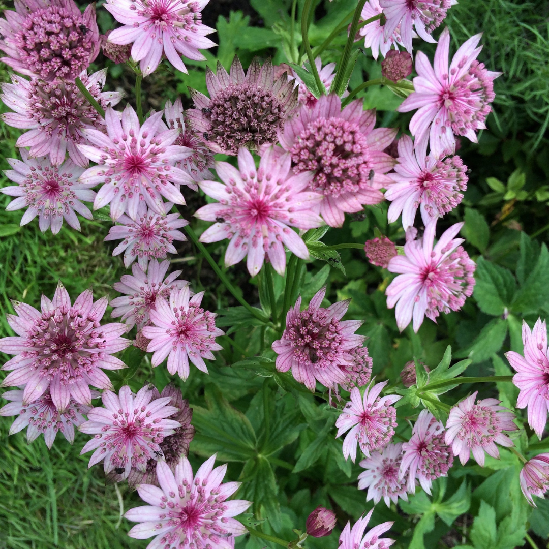 Astrantia major 'Rose Symphony'