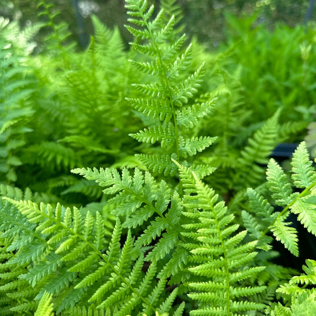 Athyrium filix-femina 'Lady Fern'