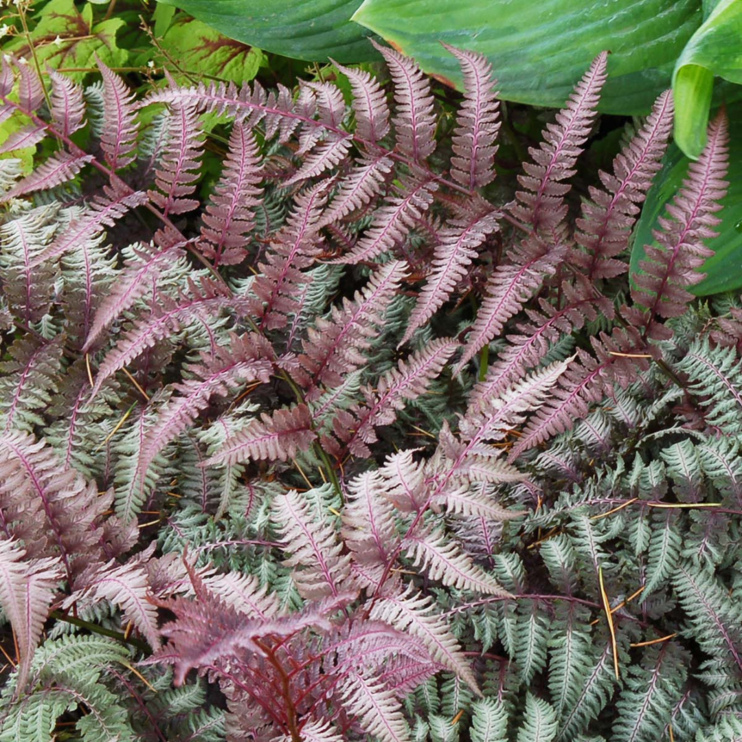 Athyrium niponicum pictum 'Burgundy Lace'