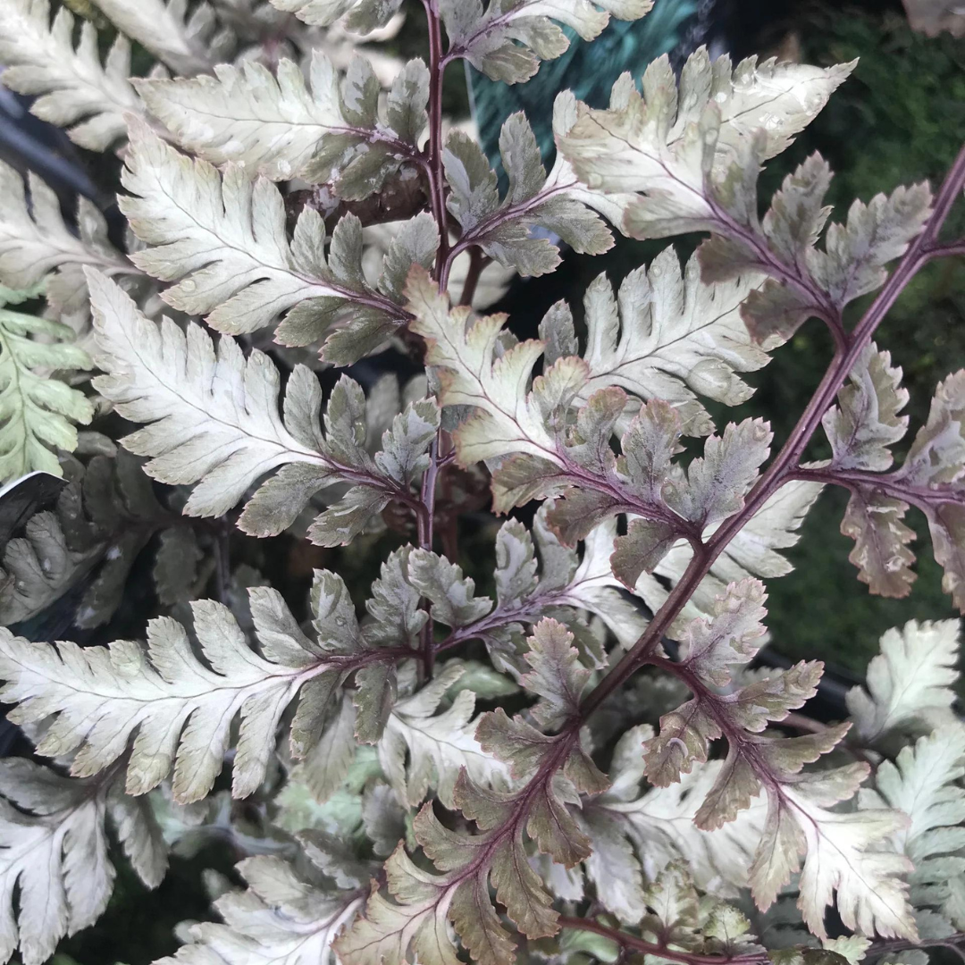 Athyrium niponicum pictum 'Godzilla'