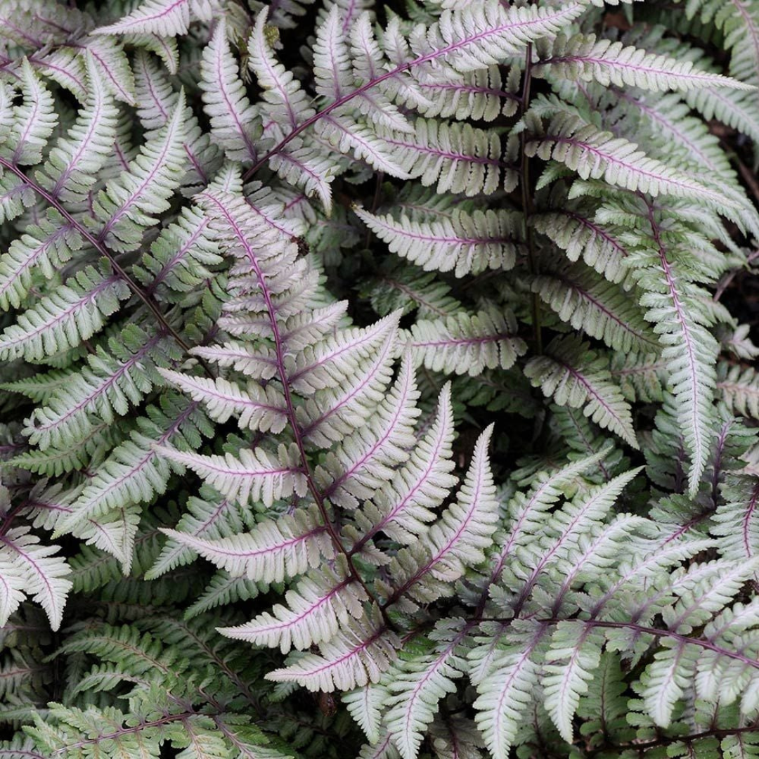 Athyrium niponicum pictum 'Japanese Painted Fern'