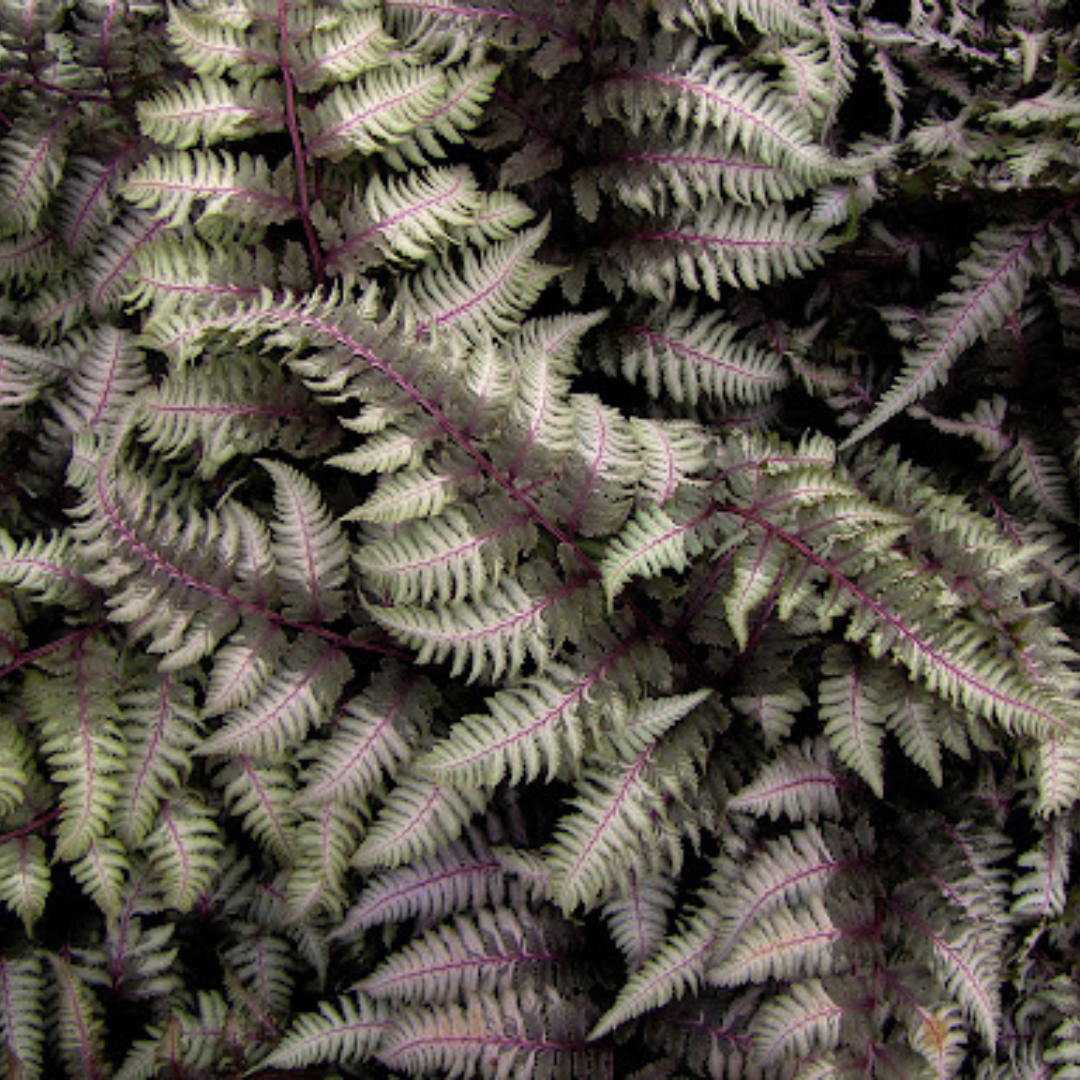 Athyrium niponicum pictum 'Regal Red'