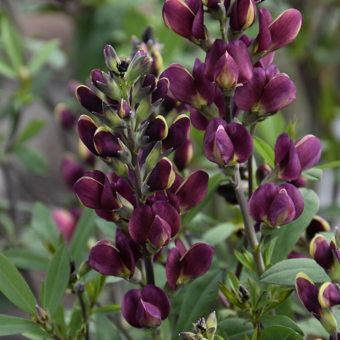 baptisia 'burgundy blast'