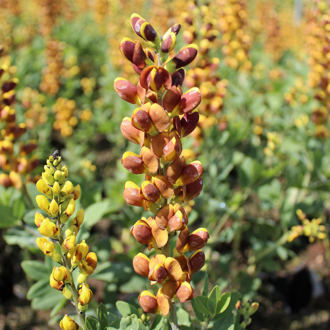 Baptisia 'Honey Roasted'
