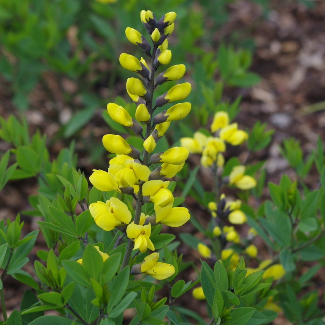 Baptisia 'Lemon Meringue'