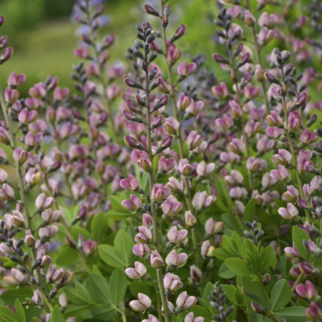 Baptisia 'Pink Truffles'
