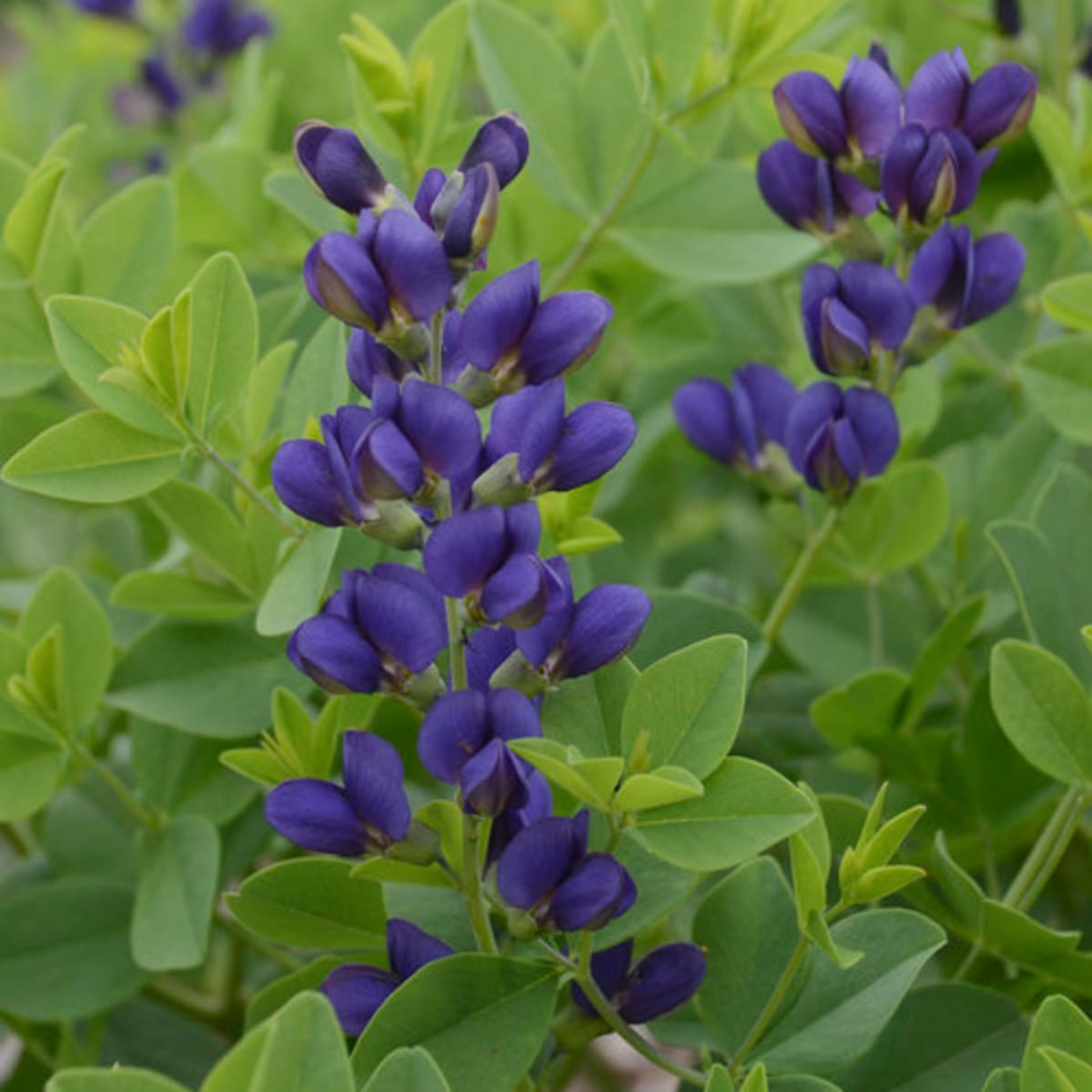 Baptisia 'Sparkling Sapphires'
