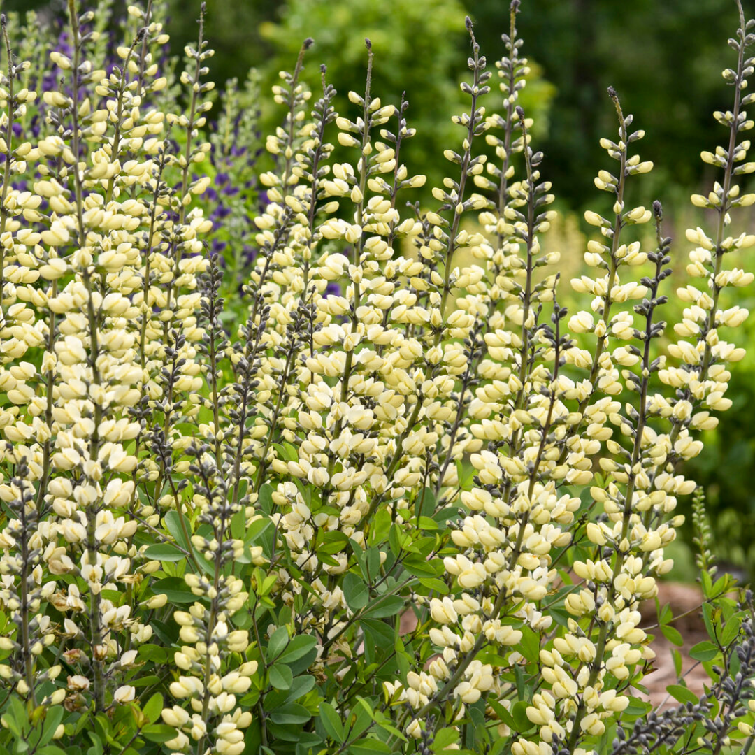 Baptisia 'Vanilla Cream'