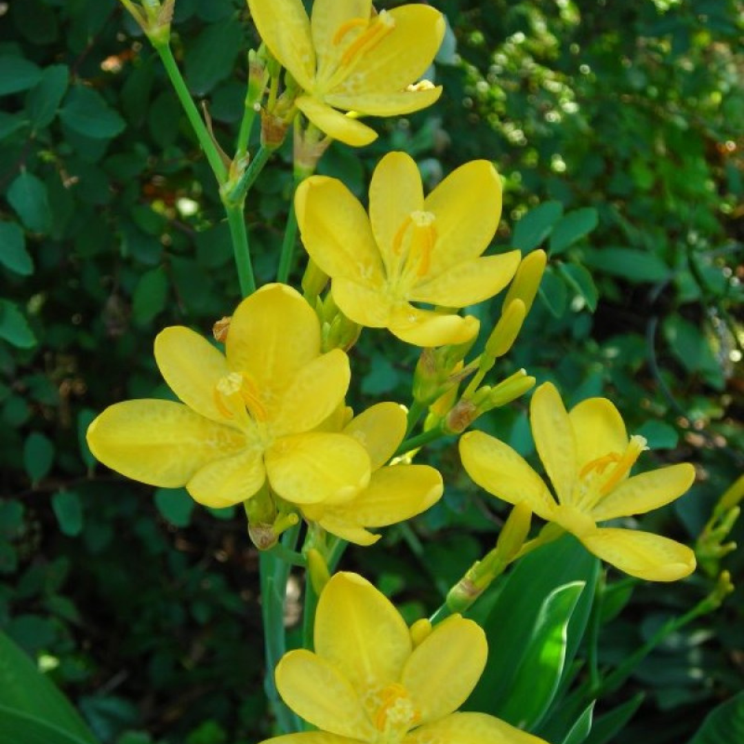 Belamcanda chinensis 'Hello Yellow'