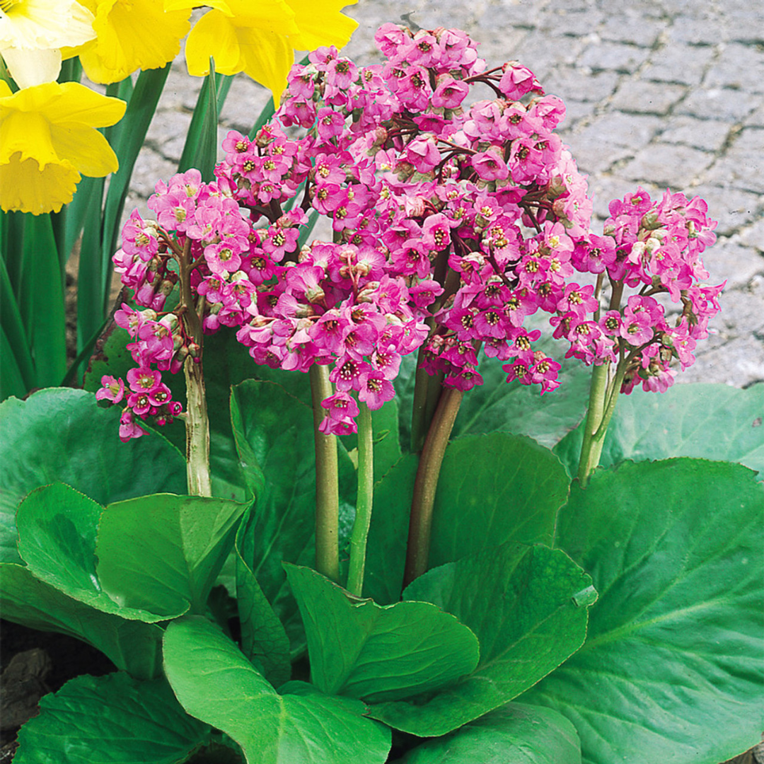 Bergenia cordifolia