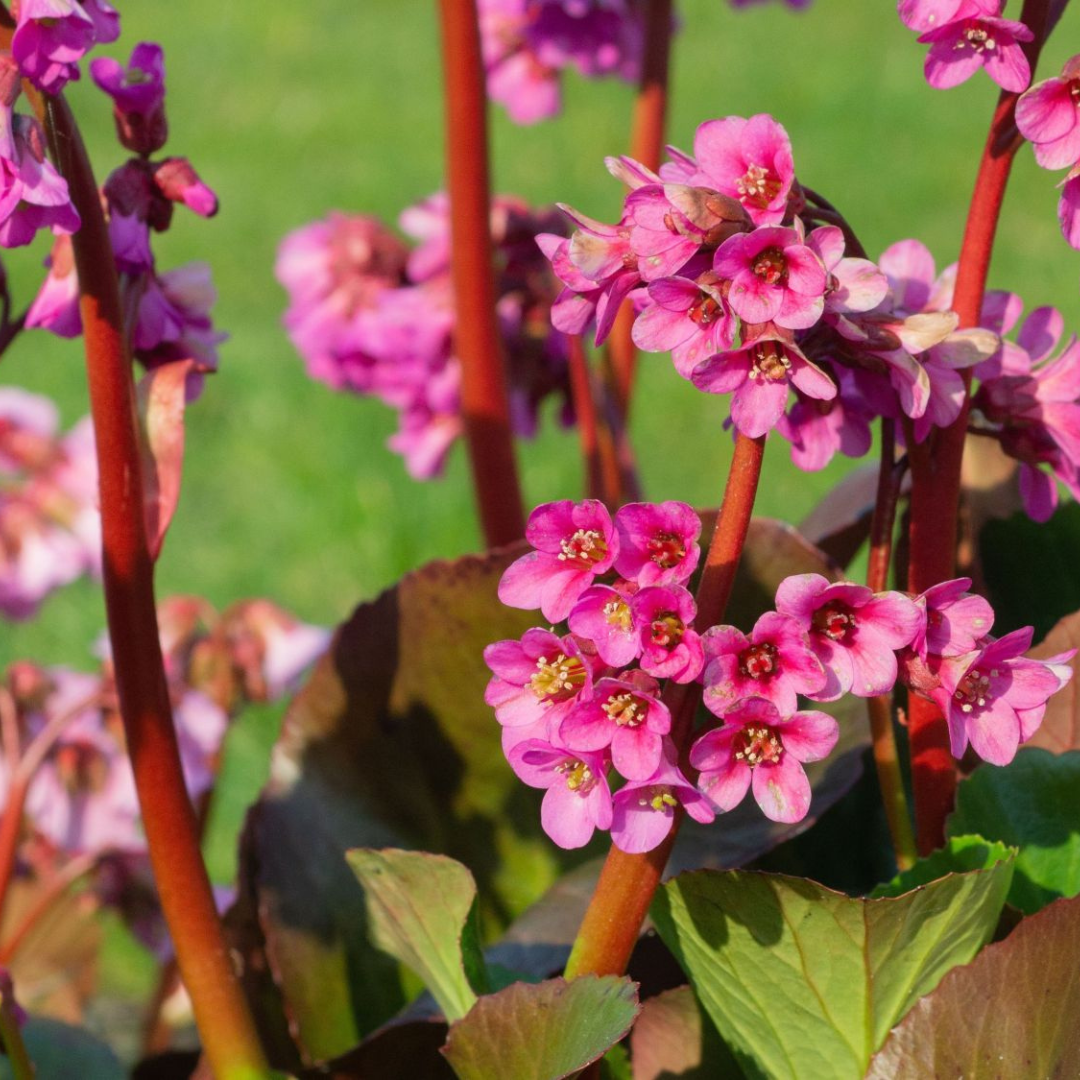 Bergenia cordifolia 'Bressingham Ruby'