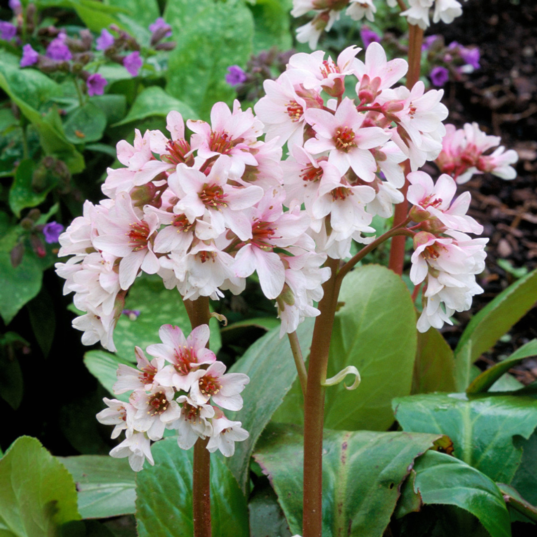 Bergenia cordifolia 'Bressingham White'