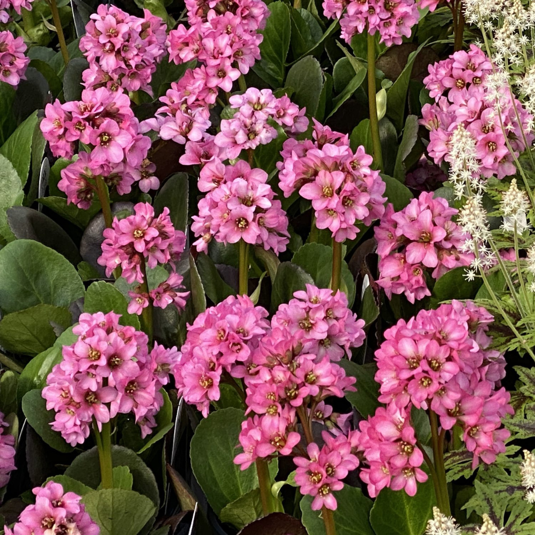 Bergenia cordifolia 'Miss Piggy'