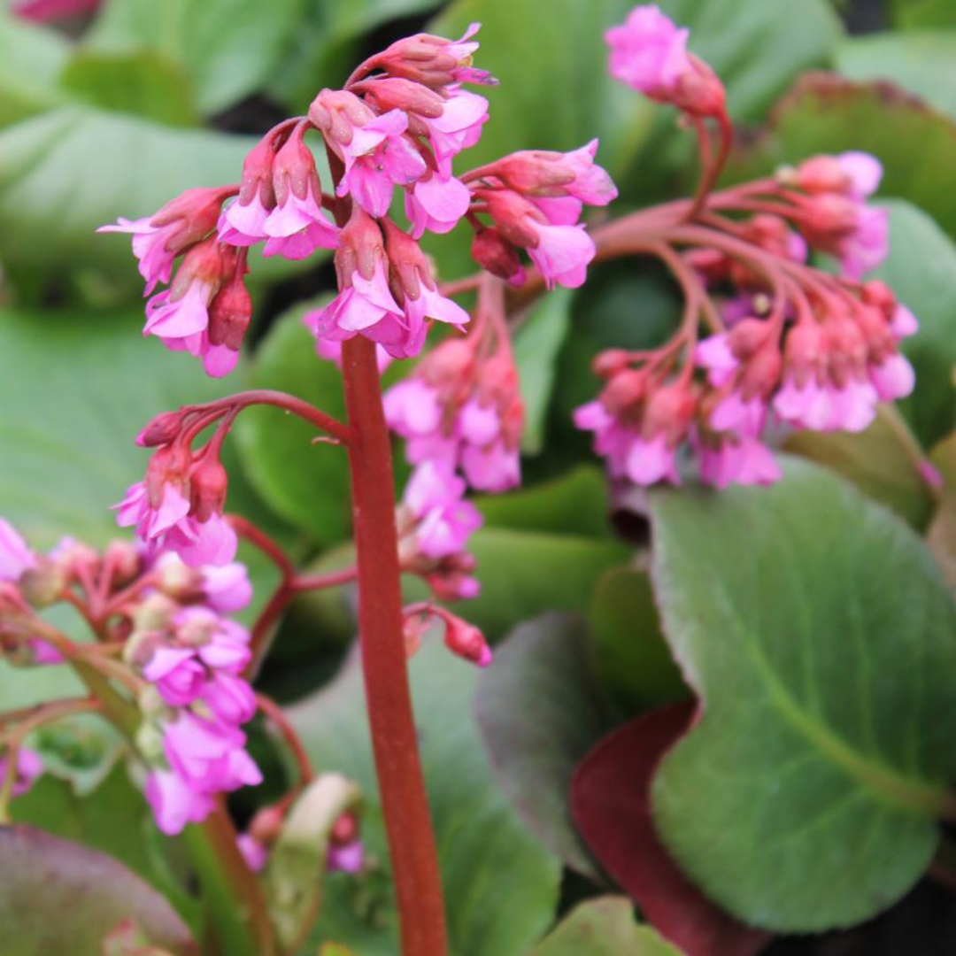 Bergenia cordifolia 'Winterglut'