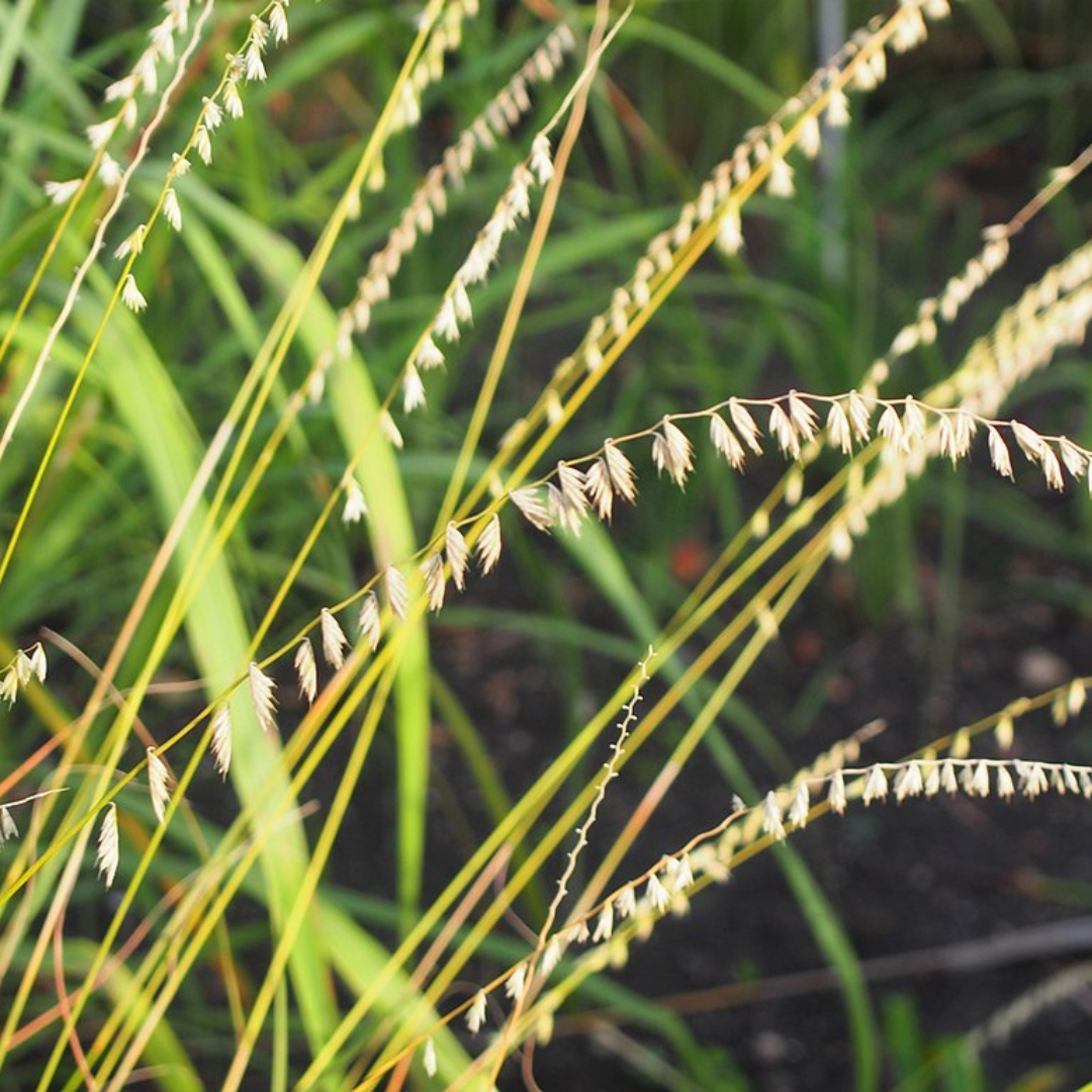 Bouteloua curtipendula