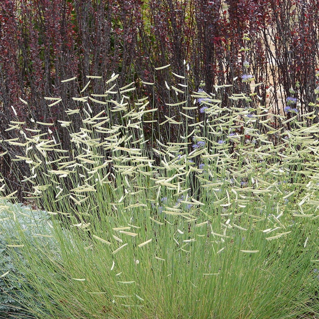 Bouteloua gracilis
