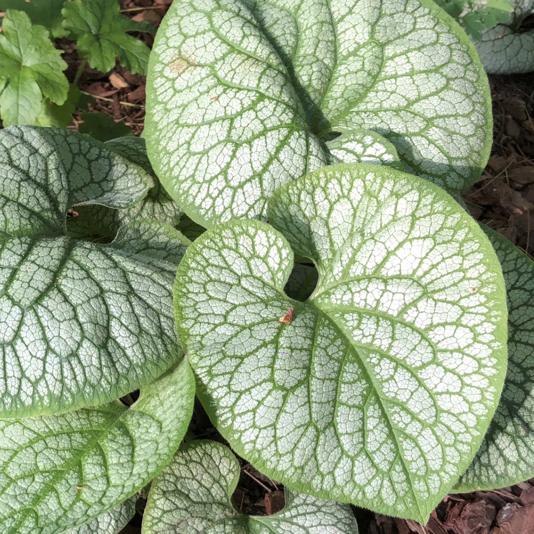 Brunnera 'Jack of Diamonds' – Black Sheep Perennials